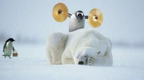 Vos avatars Les_derniers_instants_de_vie_du_pingouin_farceur