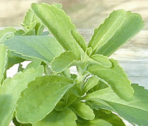 Stévia Stevia-copie-1