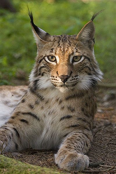 prsentation Shan Lynx-boreal