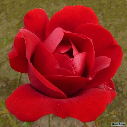 rose-rouge-1.jpg